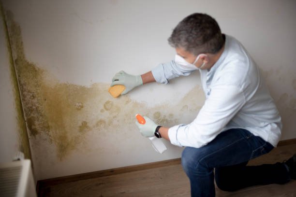 Best Black Mold Removal  in East Helena, MT