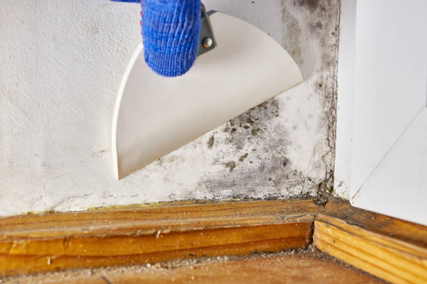 Best Basement Mold Removal  in East Helena, MT